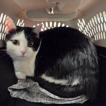 Lotus -  Domestic Short Hair Cat for Adoption in Chattanooga, Tennessee - Lotus | PetCurious