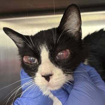Glenn -  Domestic Short Hair Cat for Adoption in Kanab, Utah - Glenn | PetCurious