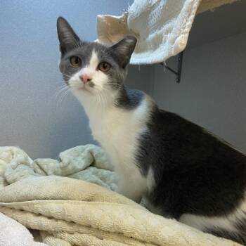 Red Pepper -  Domestic Short Hair Cat for Adoption in Pittsburgh, Pennsylvania - Red Pepper | PetCurious