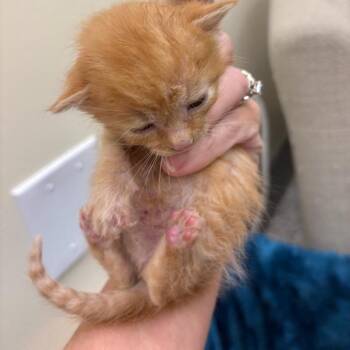 Oliver -  Domestic Short Hair Cat for Adoption in Madisonville, Tennessee - Oliver | PetCurious