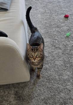 Pocky -  Domestic Short Hair Cat Available for Adoption - Pocky | PetCurious