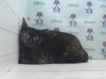 Domestic Short Hair Cats Available for Adoption in Orlando, Florida - A596003 | PetCurious