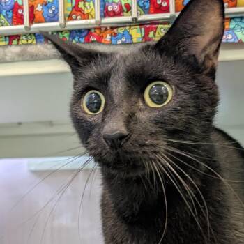 Adam -  Domestic Short Hair Cat for Adoption in South Burlington, Vermont - Adam | PetCurious