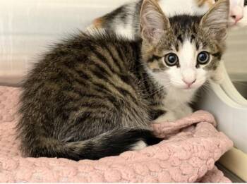 JULY -  Domestic Short Hair Cat for Adoption in Tustin, California - JULY | PetCurious