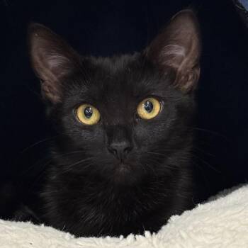 Mary Kate -  Domestic Short Hair Cat for Adoption in Sandy Springs, Georgia - Mary Kate | PetCurious