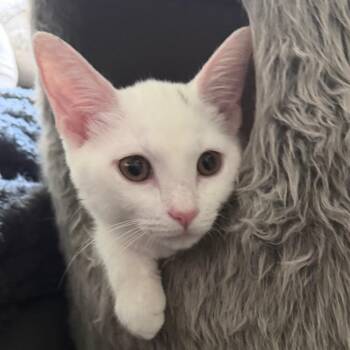 Nube (Bonded to Rayo) -  Domestic Short Hair Cat for Adoption - Nube (Bonded To Rayo) | PetCurious