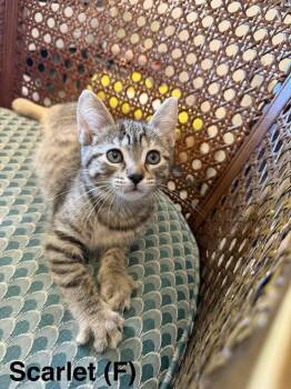 Domestic Short Hair Cats Available for Adoption in West Peoria, Illinois - Scarlet B. (green Collar) | PetCurious