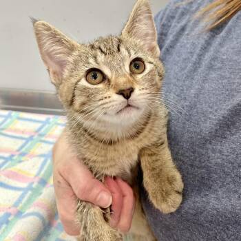 Judy Hopps -  Domestic Short Hair Cat for Adoption in Fairmont, West Virginia - Judy Hopps | PetCurious