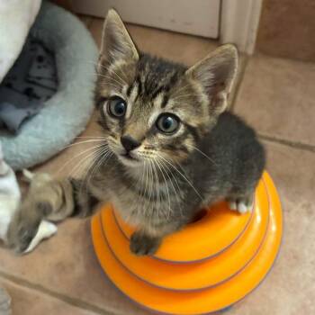 Homie Buddy 14 -  Domestic Short Hair Cat for Adoption in Austin, Texas - Homie Buddy 14 | PetCurious