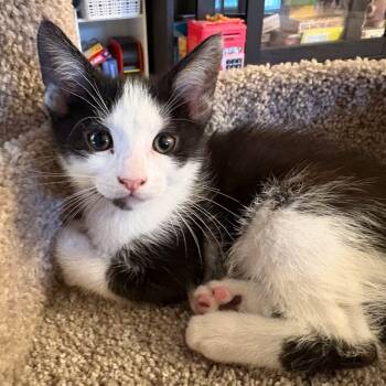 Domestic Short Hair Cats Available for Adoption in Fishers, Indiana - Oreo | PetCurious