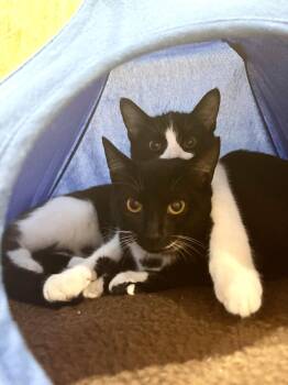 Cookies and Cocoa (bonded) -  Tuxedo Cat for Adoption in Hamilton, Ontario - Cookies And Cocoa (bonded) | PetCurious