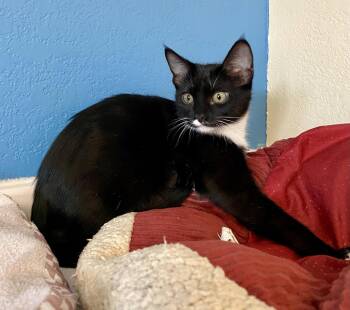 Feyre -  Domestic Short Hair Cat for Adoption in Fargo, North Dakota - Feyre | PetCurious