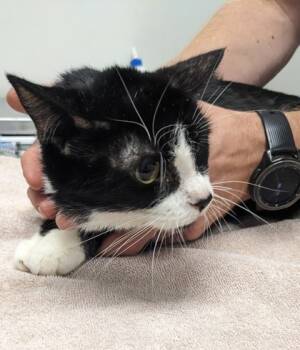 Rescue Domestic Short Hair Cats for Adoption in Cleveland, Ohio - Cadillac 11 | PetCurious