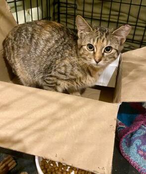 Rescue Domestic Short Hair Cats for Adoption in Pomona, New York - Lupita | PetCurious