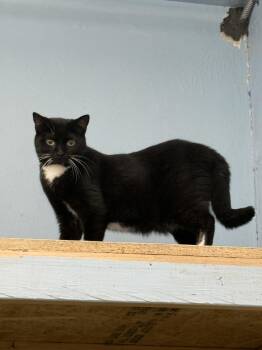 Domestic Short Hair Cats Available for Adoption in West Mifflin, Pennsylvania - Nona | PetCurious