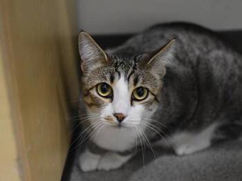 Laurel -  Domestic Short Hair Cat for Adoption in Portland, Oregon - Laurel | PetCurious
