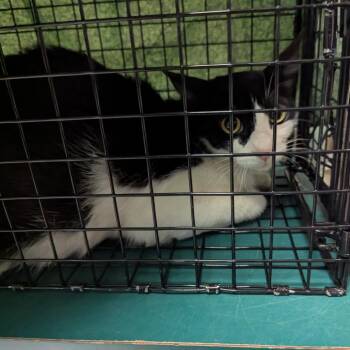 Charlotte -  Domestic Short Hair Cat for Adoption in Pasadena, California - Charlotte | PetCurious