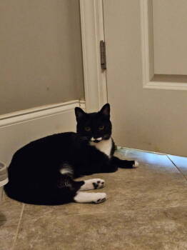 Rescue Domestic Short Hair Cats for Adoption in Greenville, South Carolina - Oreo SC (Petsmart Taylors Adoption Center) | PetCurious