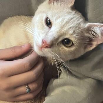 Narco -  Domestic Short Hair Cat for Adoption in Walker, Michigan - Narco | PetCurious