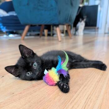 Happy Go Lucky -  Domestic Short Hair Cat for Adoption in Chicago, Illinois - Happy Go Lucky | PetCurious