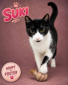 Suki (FCID# 08/04/2026 - 26 Trainer) -  Domestic Short Hair Cat for Adoption in Greenville, Delaware - Suki (FCID# 08/04/2026 - 26 Trainer) | PetCurious