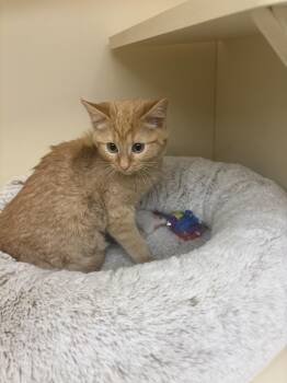 Rescue Domestic Short Hair Cats for Adoption in Chicago Ridge, Illinois - BABY | PetCurious