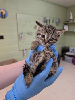 Domestic Short Hair Cats Available for Adoption in Burnsville, North Carolina - Imari | PetCurious