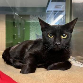 Domestic Short Hair Cats Available for Adoption - Blanche | PetCurious