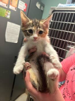 white Kitten 2 (Hera) -  Domestic Short Hair Cat for Adoption in Morgantown, Kentucky - White Kitten 2 (Hera) | PetCurious
