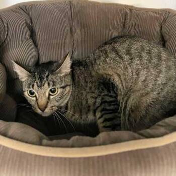 Rescue Domestic Short Hair Cats for Adoption in Bryan, Texas - 59826671 | PetCurious