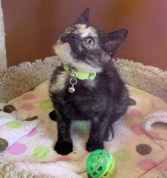 Olive -  Domestic Short Hair Cat for Adoption in Salinas, California - Olive | PetCurious