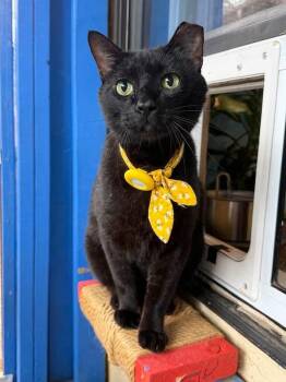 Frank -  Domestic Short Hair Cat for Adoption in Fort Worth, Texas - Frank | PetCurious