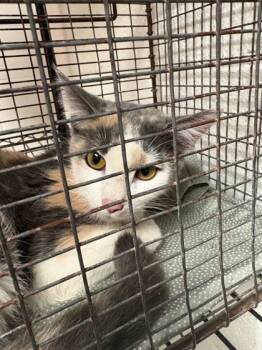 Rescue Domestic Short Hair Cats for Adoption in Knoxville, Tennessee - Pancake | PetCurious