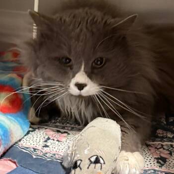 Domestic Long Hair Cats Available for Adoption - George | PetCurious