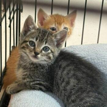 Flash -  Domestic Short Hair Cat for Adoption in Las Cruces, New Mexico - Flash | PetCurious