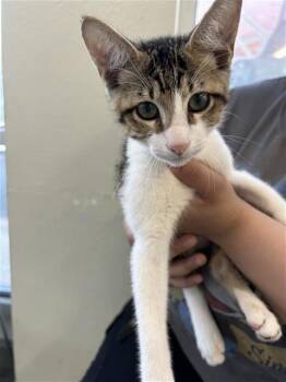 SISSY -  Domestic Short Hair Cat for Adoption in San Antonio, Texas - SISSY | PetCurious