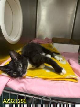 Rescue Domestic Short Hair Cats for Adoption in West Palm Beach, Florida - IGNACIO | PetCurious