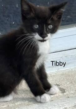 Tibby -  Domestic Short Hair Cat for Adoption in Oviedo, Florida - Tibby | PetCurious