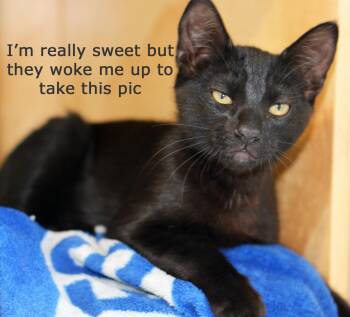 FRIEDRICH - MY ADOPTION FEE IS HALF PRICE IN JUNE -  Domestic Short Hair Cat for Adoption in San Clemente, California - FRIEDRICH - MY ADOPTION FEE IS HALF PRICE IN JUNE | PetCurious