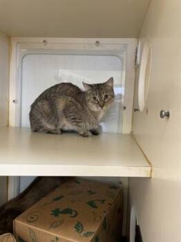 Pixel -  Domestic Short Hair Cat for Adoption in Hamilton Township, New Jersey - Pixel | PetCurious