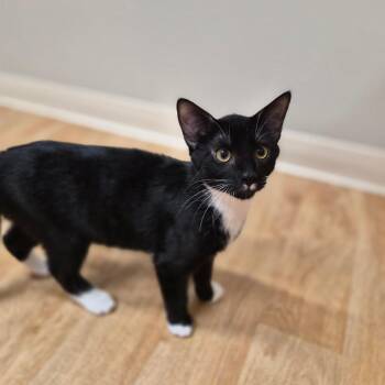 Larry -  Domestic Short Hair Cat for Adoption in Woodstock, Illinois - Larry | PetCurious
