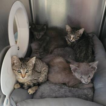 Gardening Tools 4 -  Domestic Short Hair Cat for Adoption in Westminster, California - Gardening Tools 4 | PetCurious