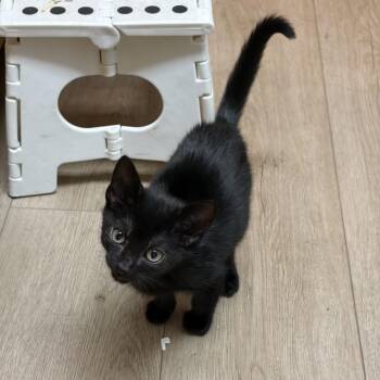 Orbit -  Domestic Short Hair Cat for Adoption - Orbit | PetCurious