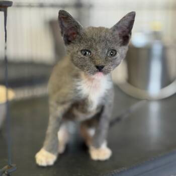 Bundy -  Domestic Medium Hair Cat for Adoption in Fort Smith, Arkansas - Bundy | PetCurious