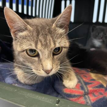 Bridget -  Domestic Short Hair Cat for Adoption in Walden, New York - Bridget | PetCurious