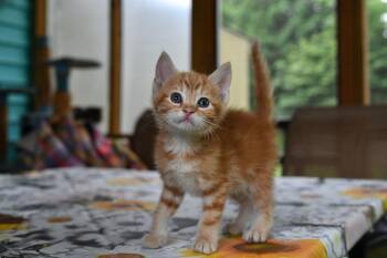 Nismo -  Domestic Short Hair Cat for Adoption in Hermitage, Pennsylvania - Nismo | PetCurious