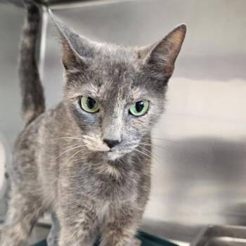 Misty -  Domestic Short Hair Cat for Adoption in Schenectady, New York - Misty | PetCurious