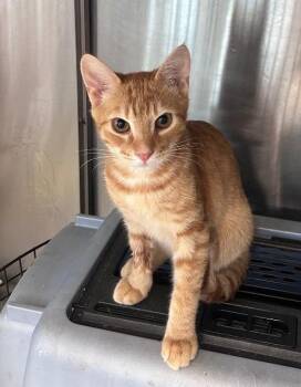 Fletcher -  Domestic Short Hair Cat for Adoption in Cumming, Georgia - Fletcher | PetCurious