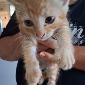 American Shorthair Cats Available for Adoption in Lufkin, Texas - Cisero | PetCurious