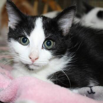 Spice -  Domestic Medium Hair Cat for Adoption in Billings, Montana - Spice | PetCurious